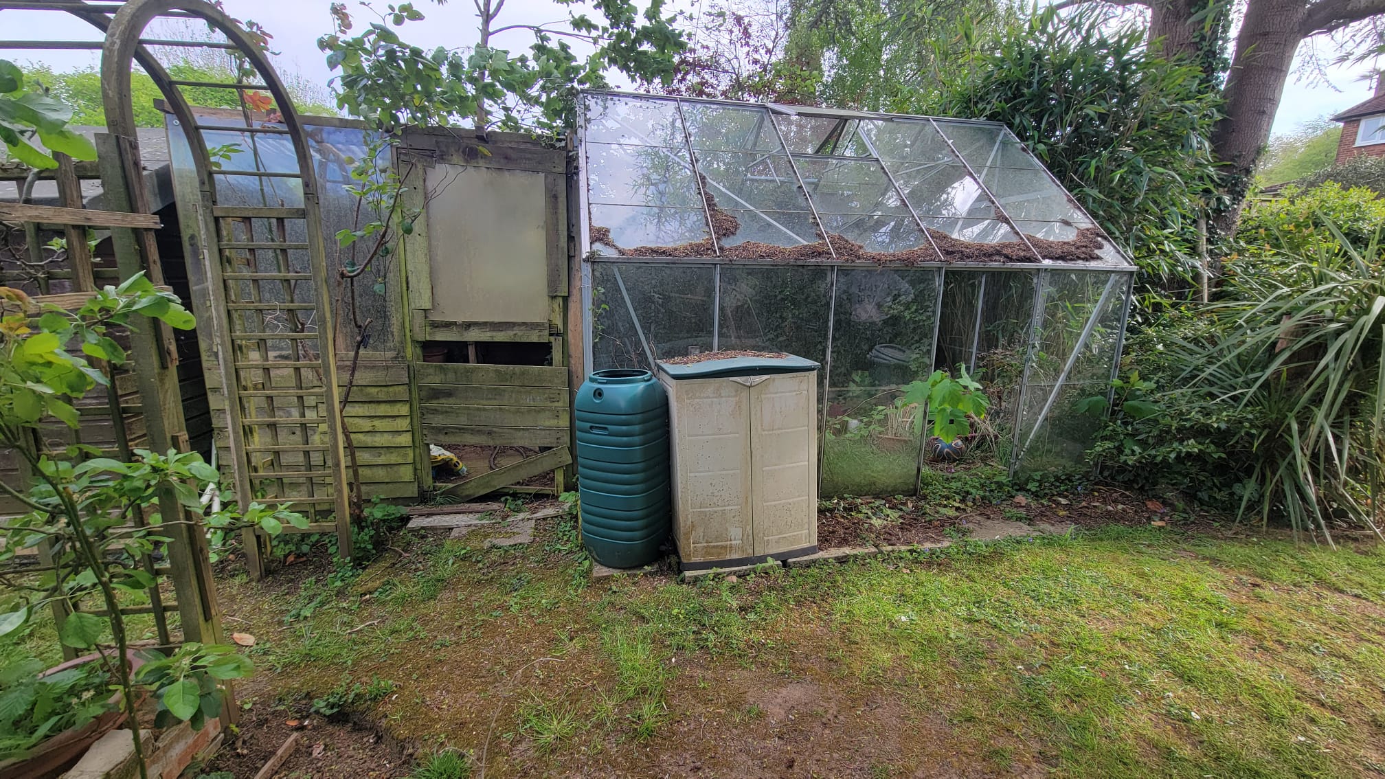 Overgrown garden before clearance and landscaping